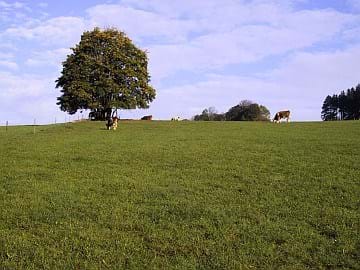 Bergwiese bei Steinbach a. d. Haide