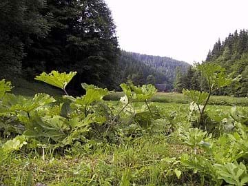 Grümpeltal