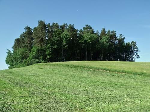 Heiligenholz