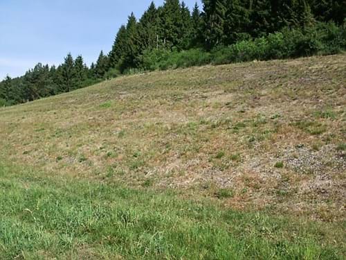 Magerrasen am Eichberg