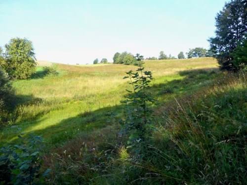 Magerrasen am Kleinen Spannberg