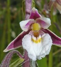 Epipactis-pal_PedroGerstberger.jpg