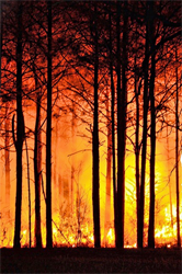 Hohe Waldbrandgefahr erfordert Vorsicht