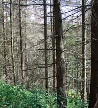 Waldschäden.jpg